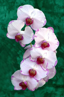 orchids flower nature photography cornwall